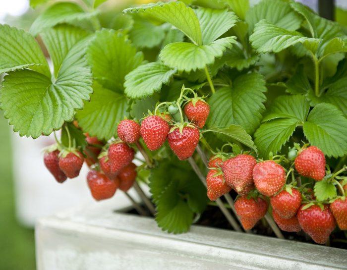 How Can I Make The Best Use Of My Strawberry Plants?