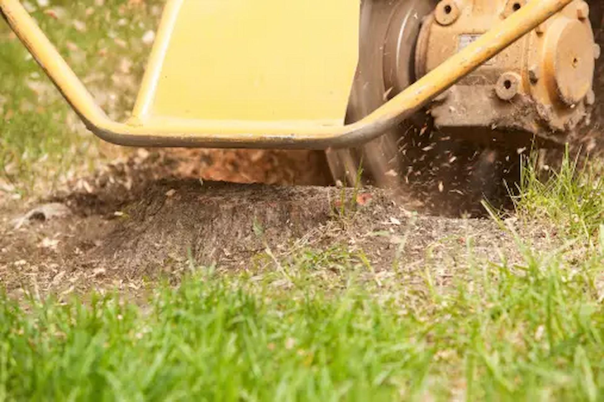 Why Stump Grinding Is Essential for Your Yard Maintenance?