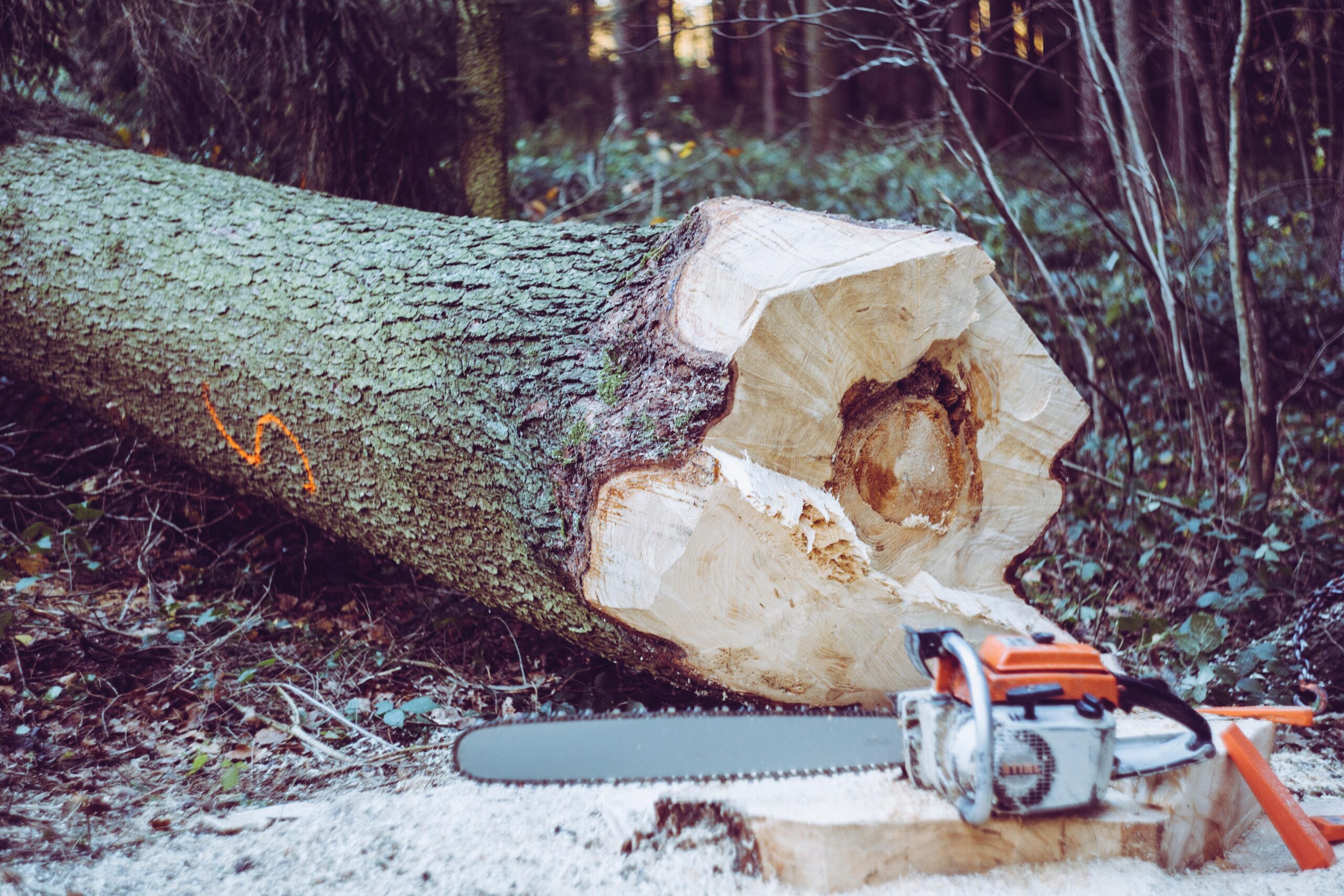 Tree surgeons