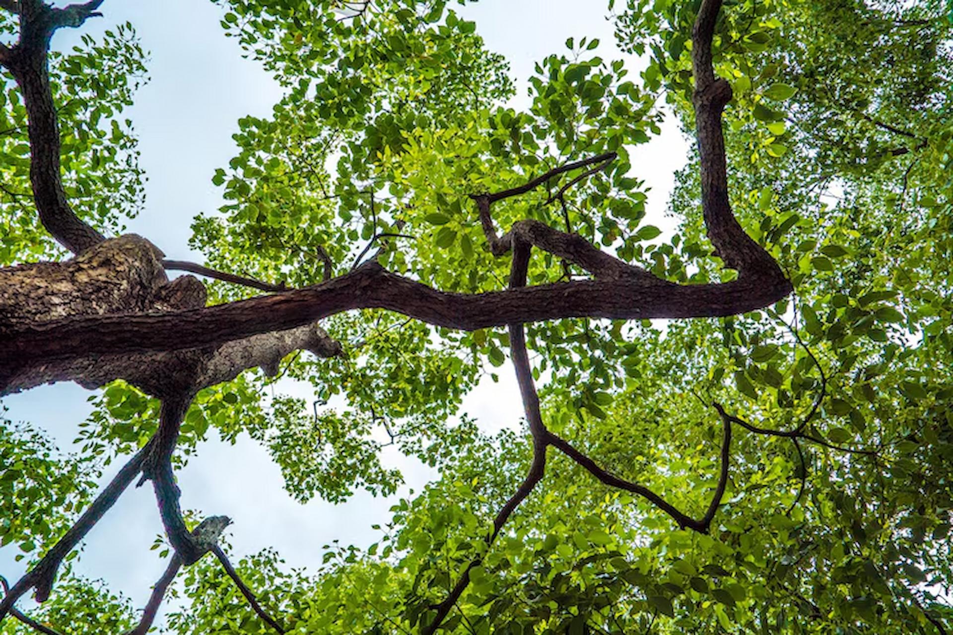 What is a Crown Reduction?