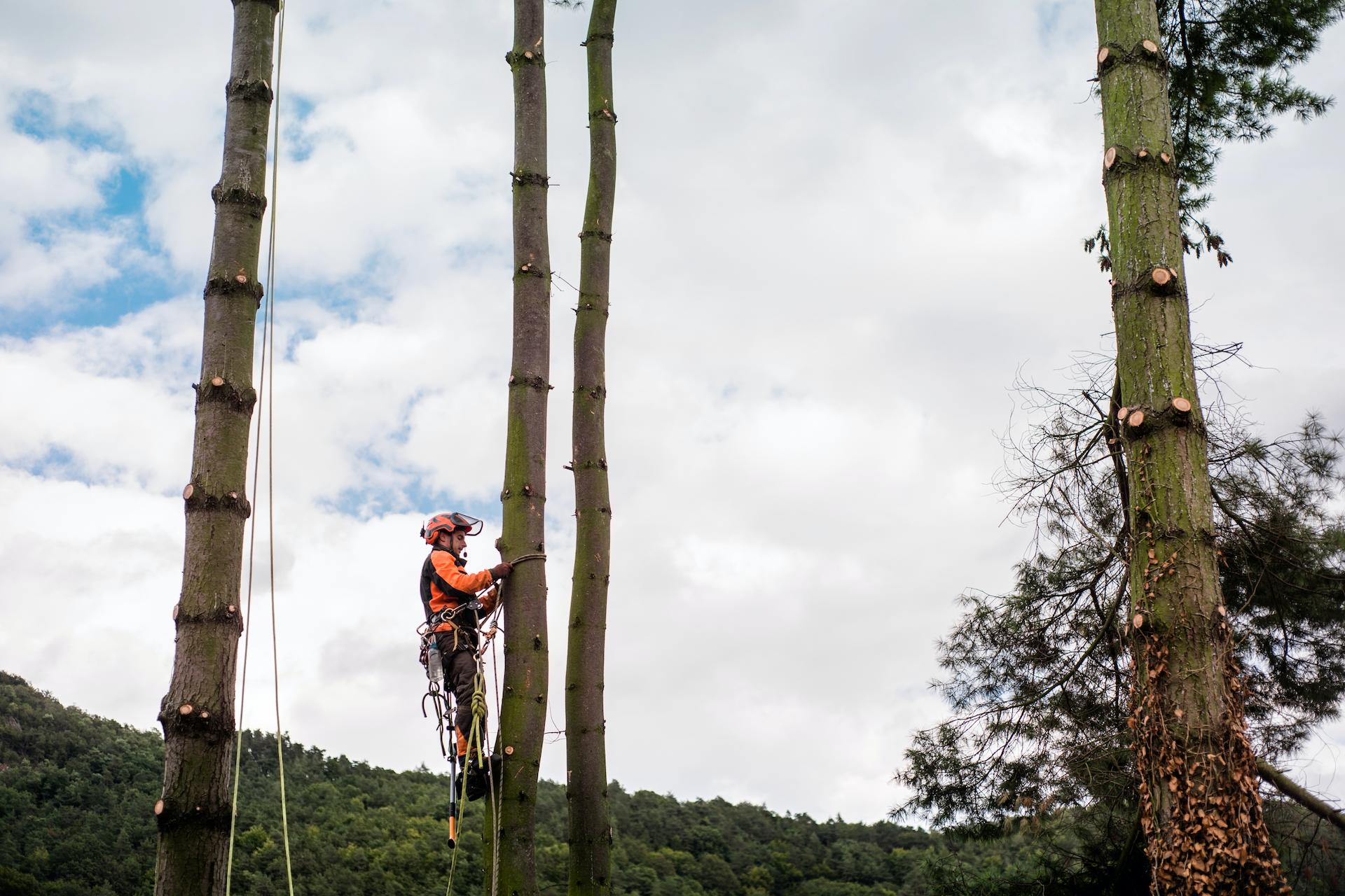 tree surgeon