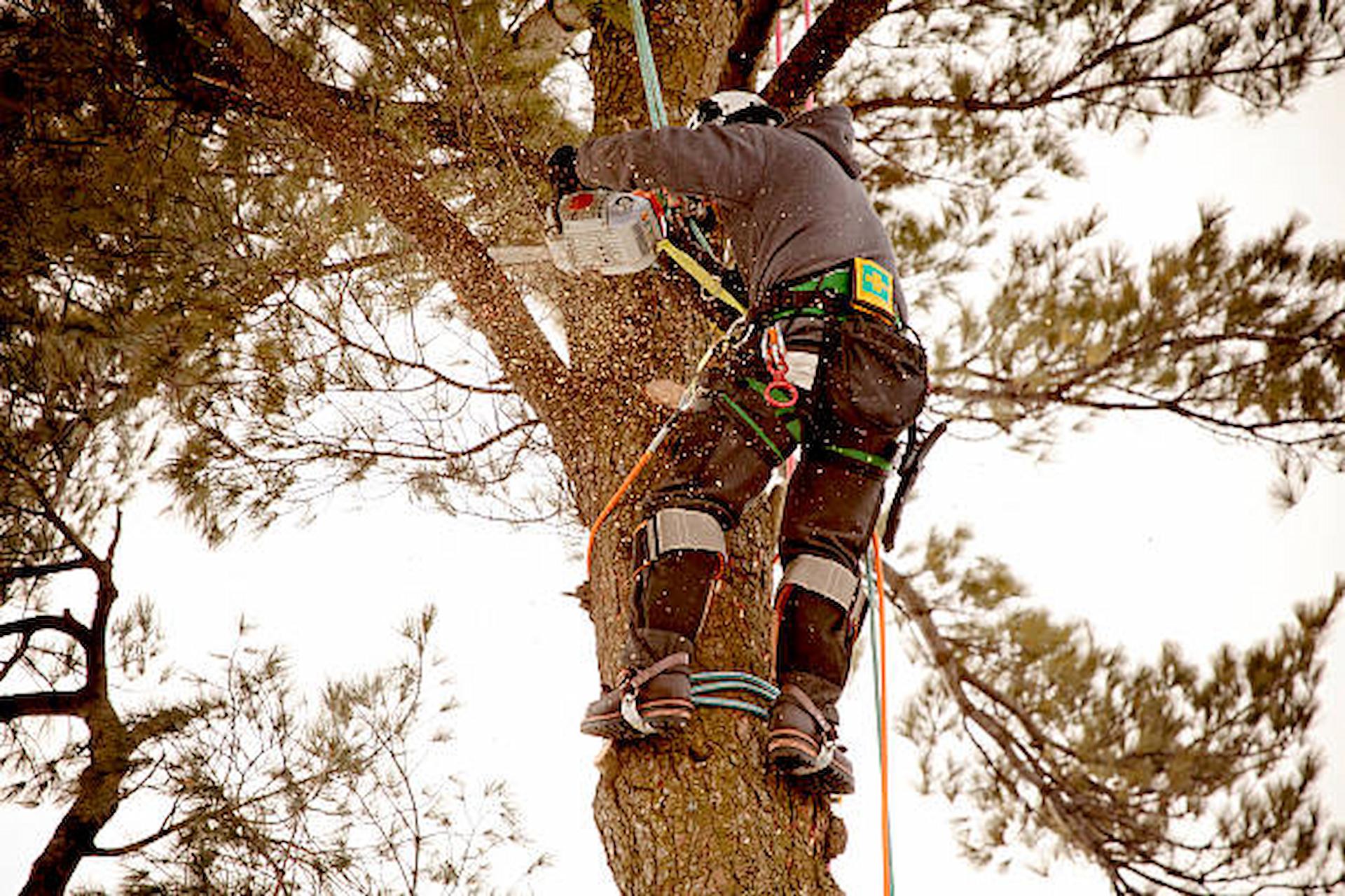 Some Popular Myths That You Must Have Heard About Tree Surgeons